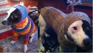 Koiran viitta ja pusero